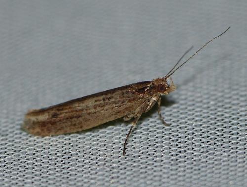 Ypsolopha ustella